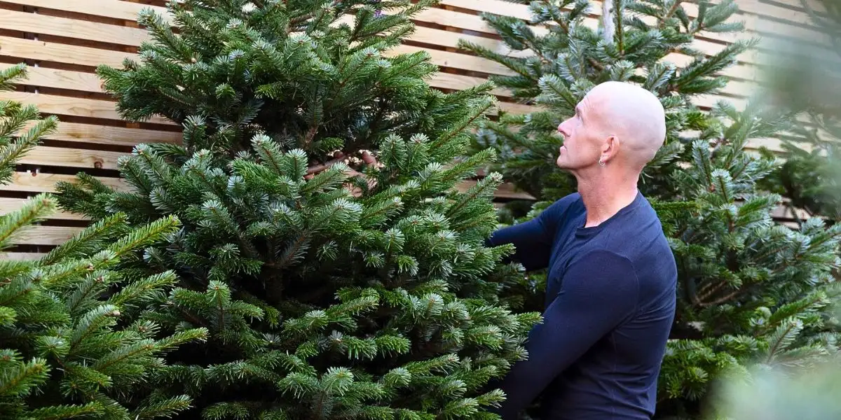 Types of Fir Trees: What Are the Types of Fir Christmas Trees? - Thursd Article.