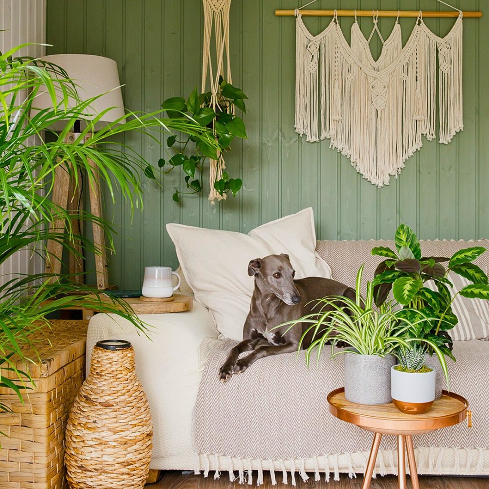 dog relaxing in a couch inside a 'green' living room