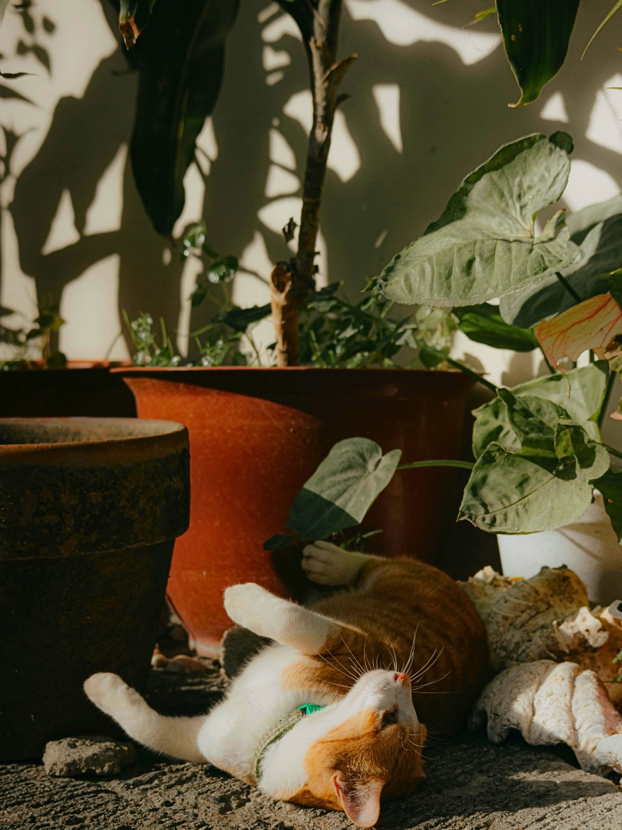Pet plays under a pet friendly houseplant