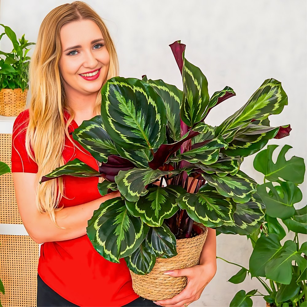 woman holding Calathea Medallion