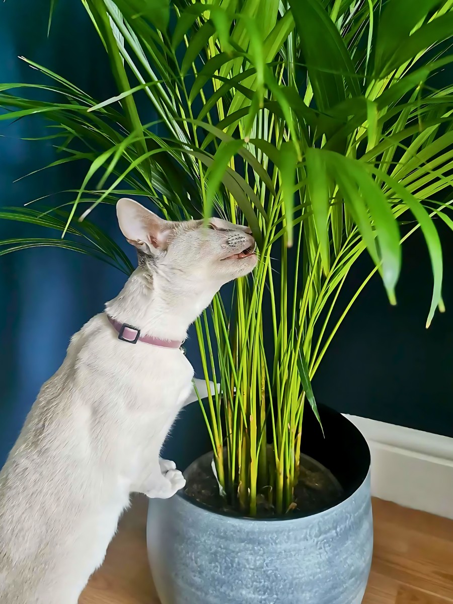 a cat sniffing a palm tree - palm tree are considered cat-friendly houseplants