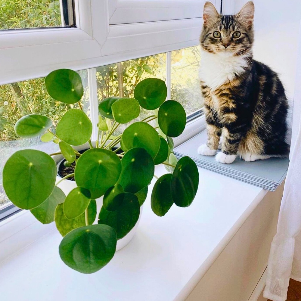 Pilea peperomioides cat safe plants