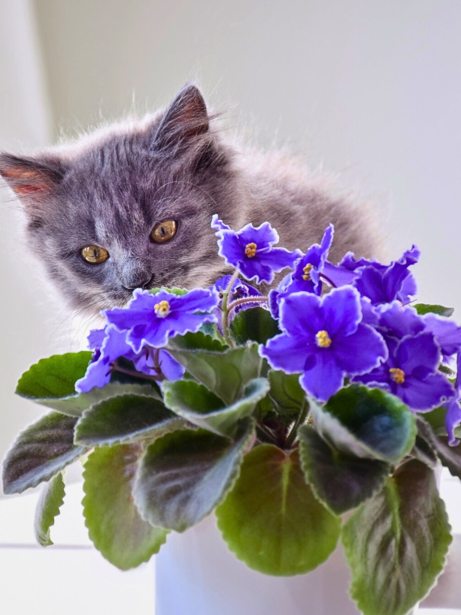 For those craving beauty among their houseplants, pet-friendly African violets deliver stunning flowers