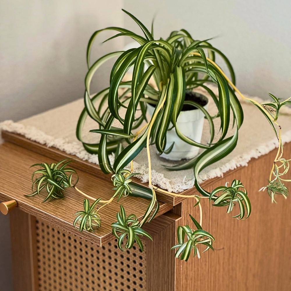 spider plants are considered pet safe plants