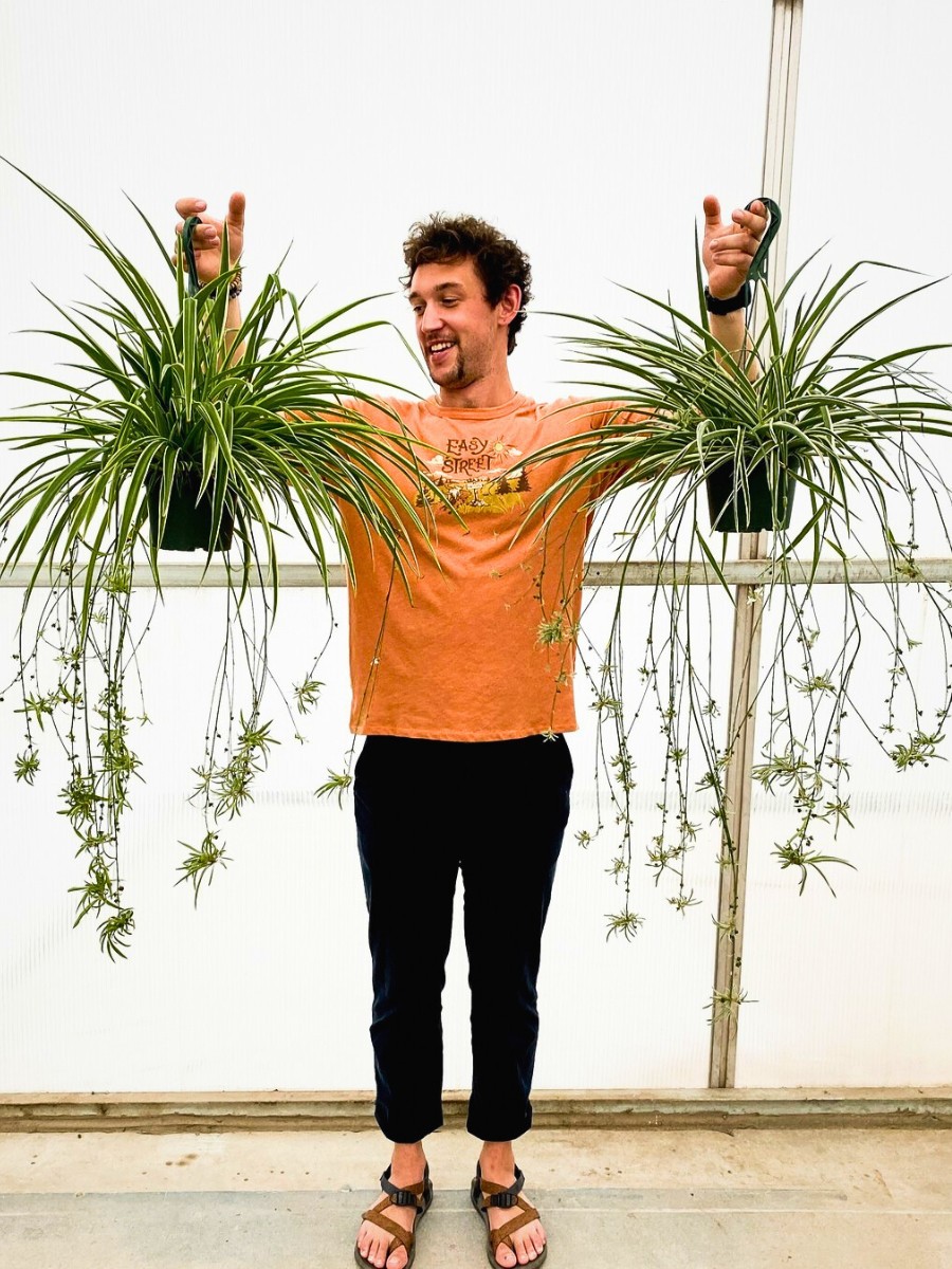 spider plant deserves its reputation as one of the most reliable and resilient pet friendly plants