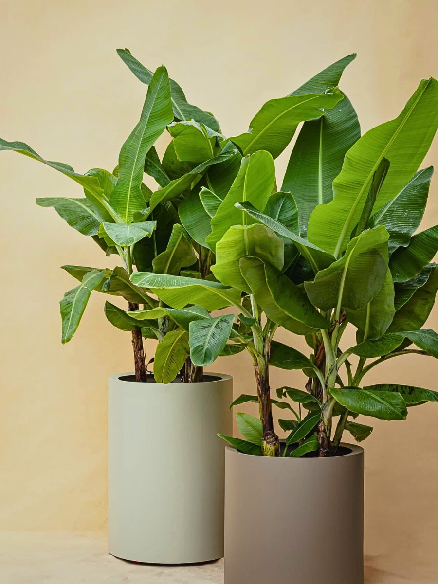 Among tropical houseplants pet friendly, the Musa brings serious jungle vibes.