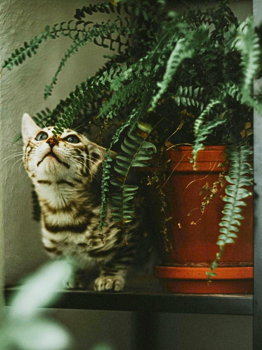  a cat sitting near a boston fern plant