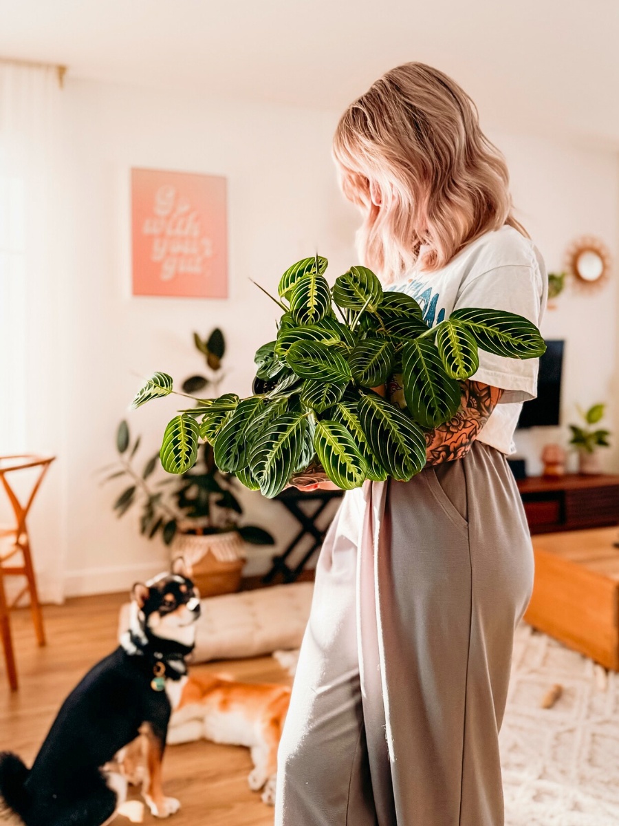 Prayer plant is a pet friendly plant