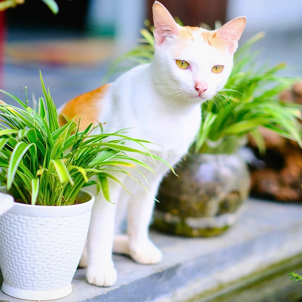 Creating a Lush Indoor Plant Oasis With Pet Friendly Houseplants.