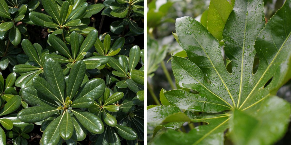 Green foliage by TAK