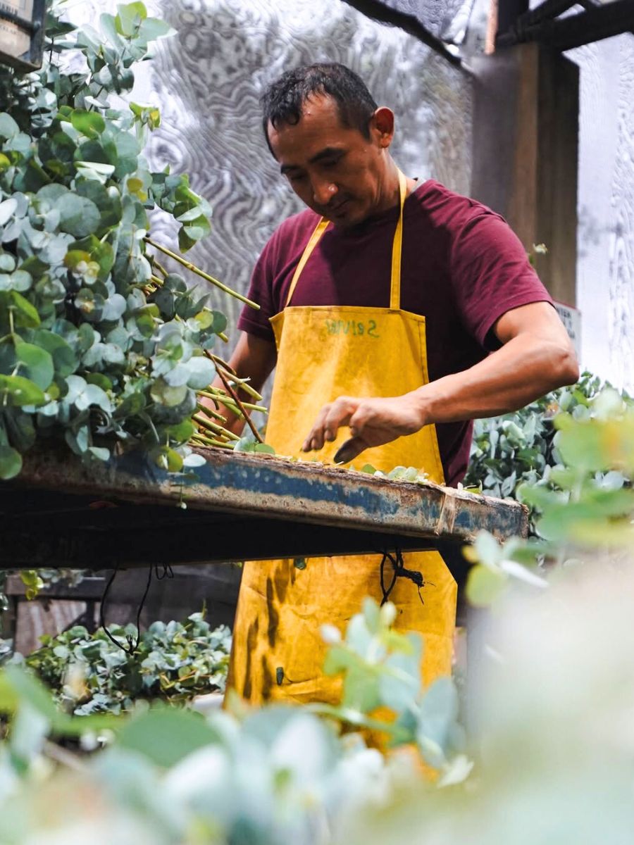 TAK worker sorting out eucalyptus
