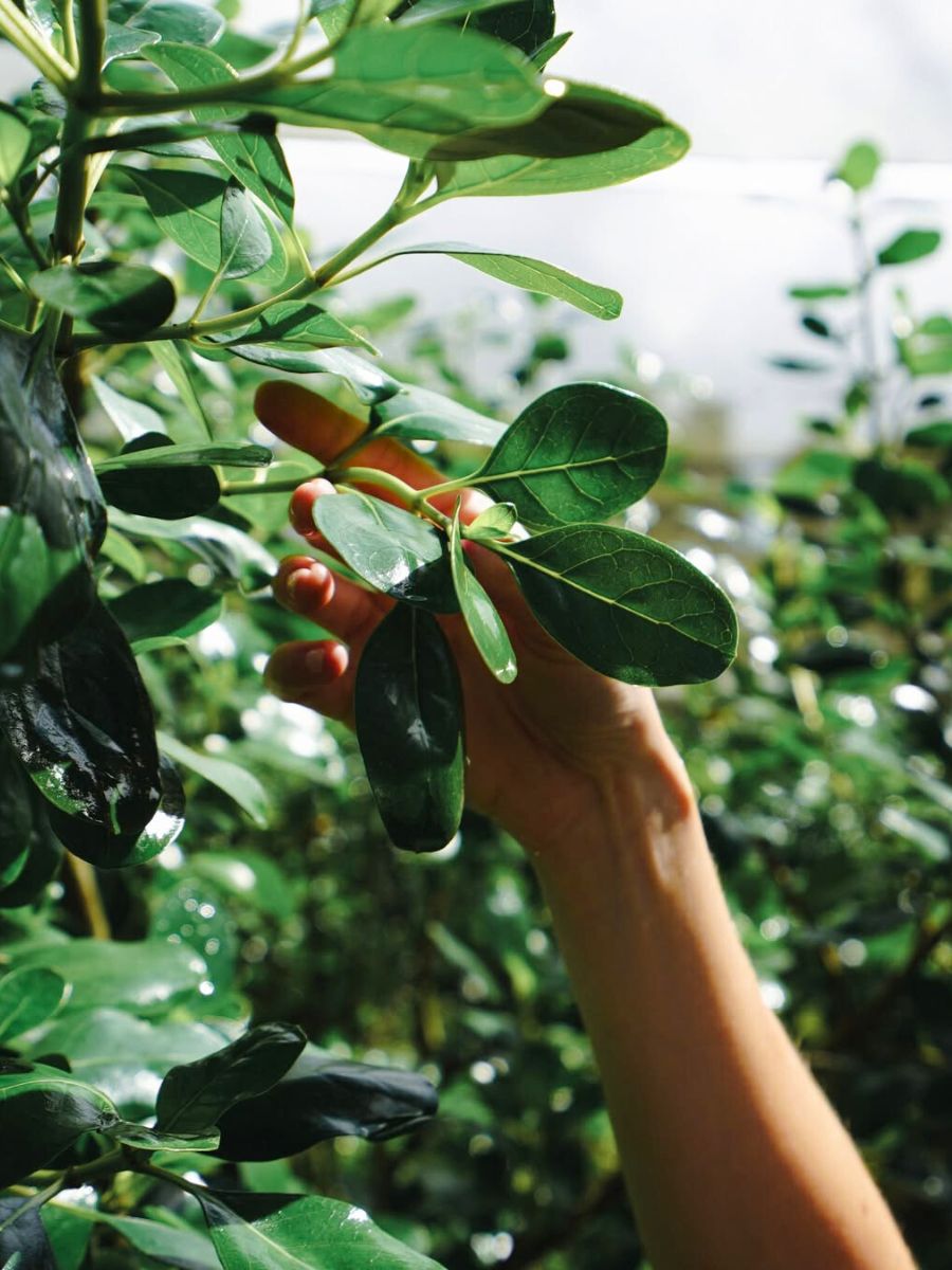Hand touching foliage
