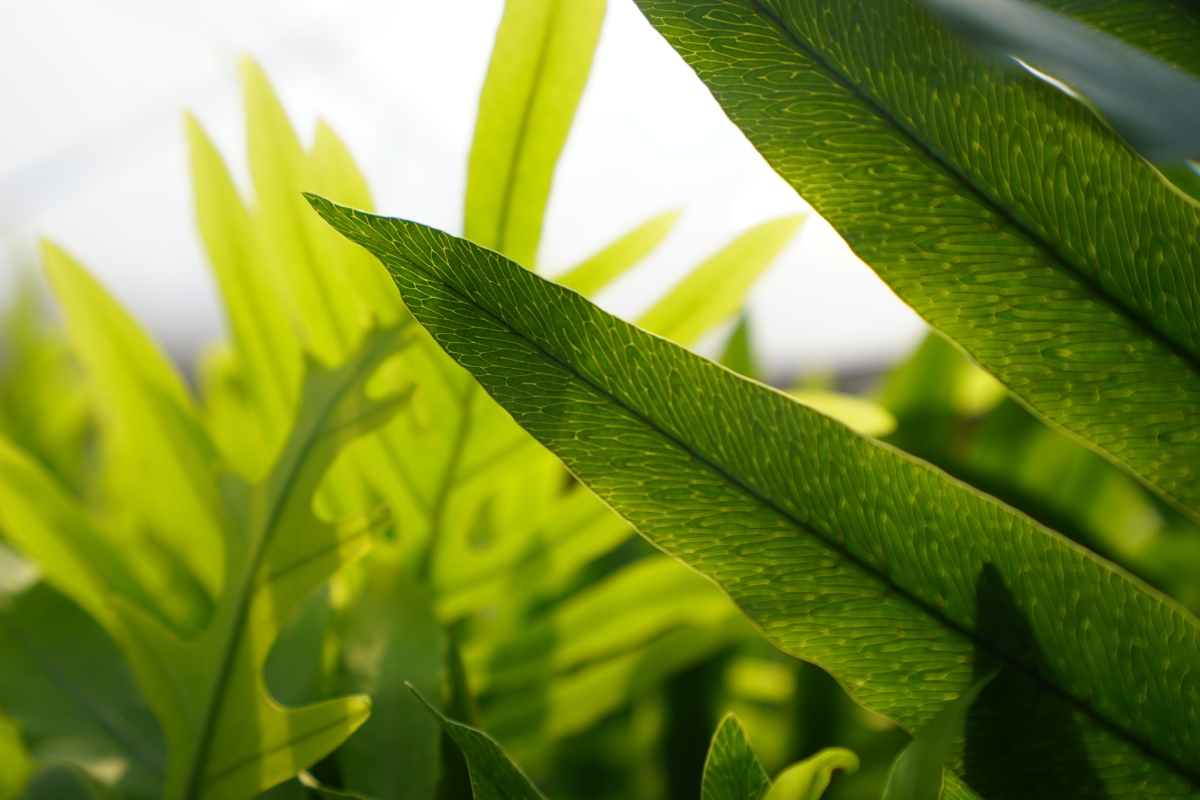Detail of a green leaf in foliage by TAK