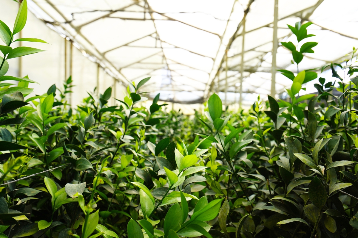 TAK greenhouse in Guatemala