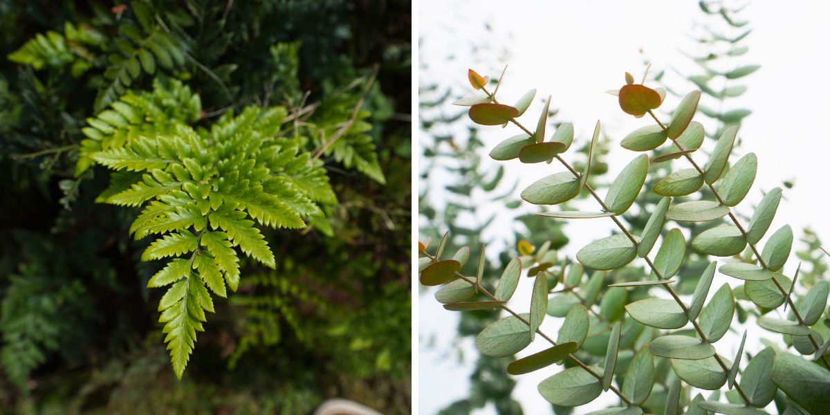 Eucalyptus and fern leaf by TAK