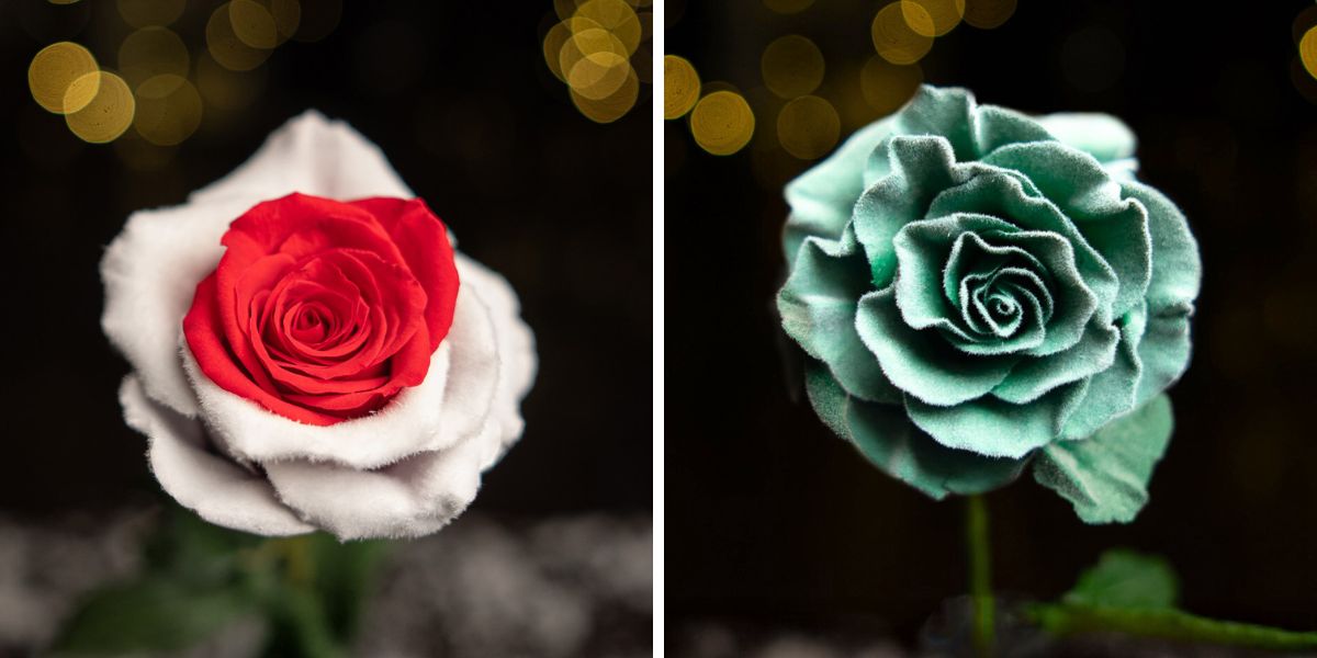 Velvet roses by Star Roses