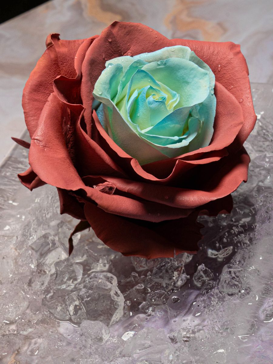 The art of tinted roses