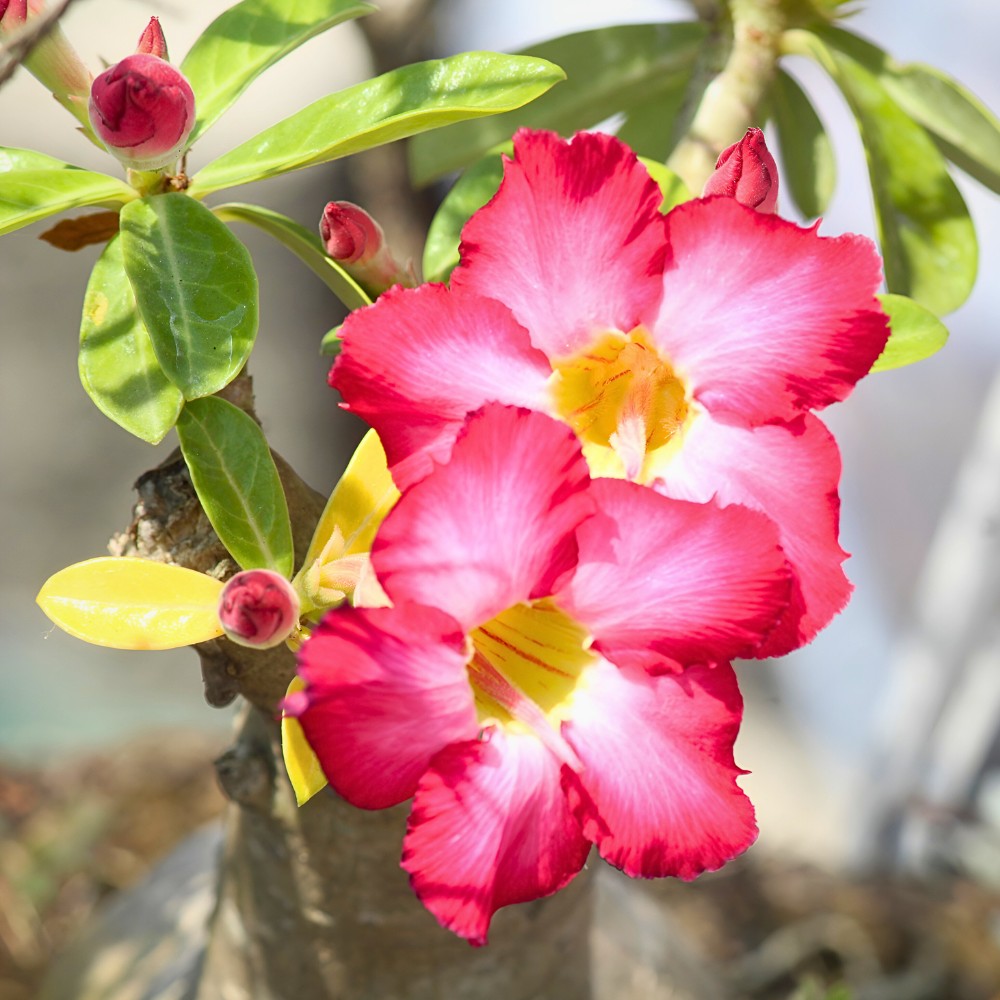 Adenium obesum, commonly known as the desert rose plant