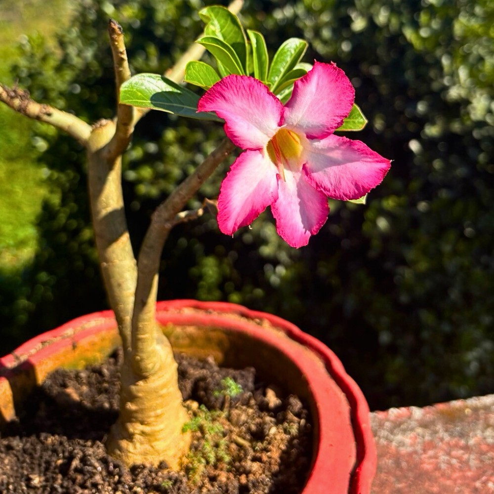 Understanding how to germinate Adenium obesum seeds properly will give you the best chance of success