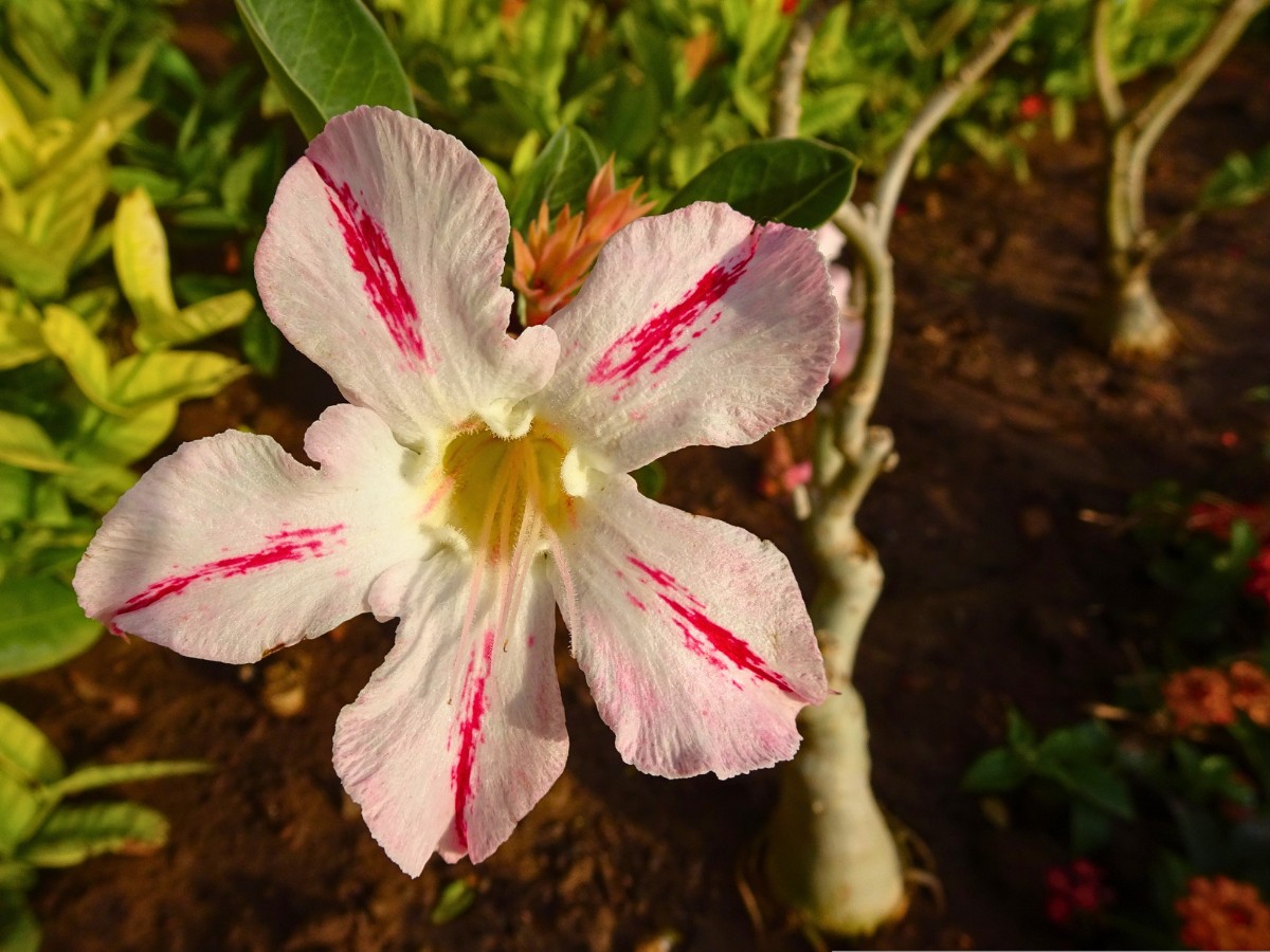 Adenium obesum plant is popular as an ornamental succulent