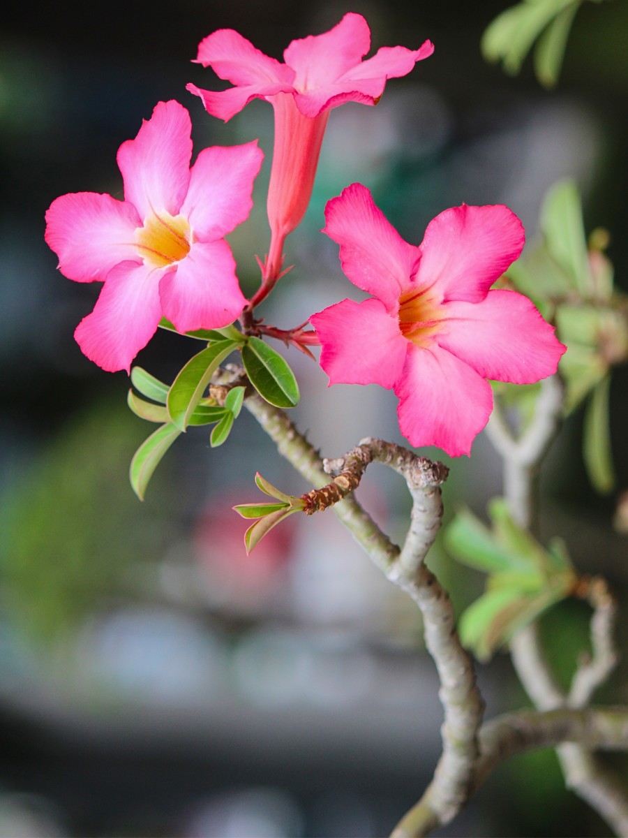 understanding how to care for your desert rose plants properly guarantees that you will enjoy them