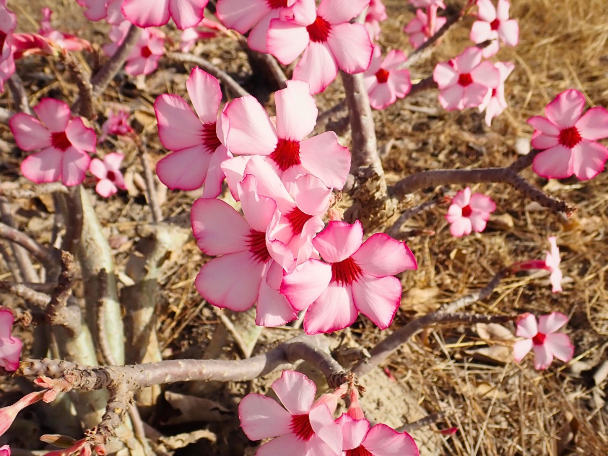 beautiful light pink flowers of Adenium obesum growing in the wild