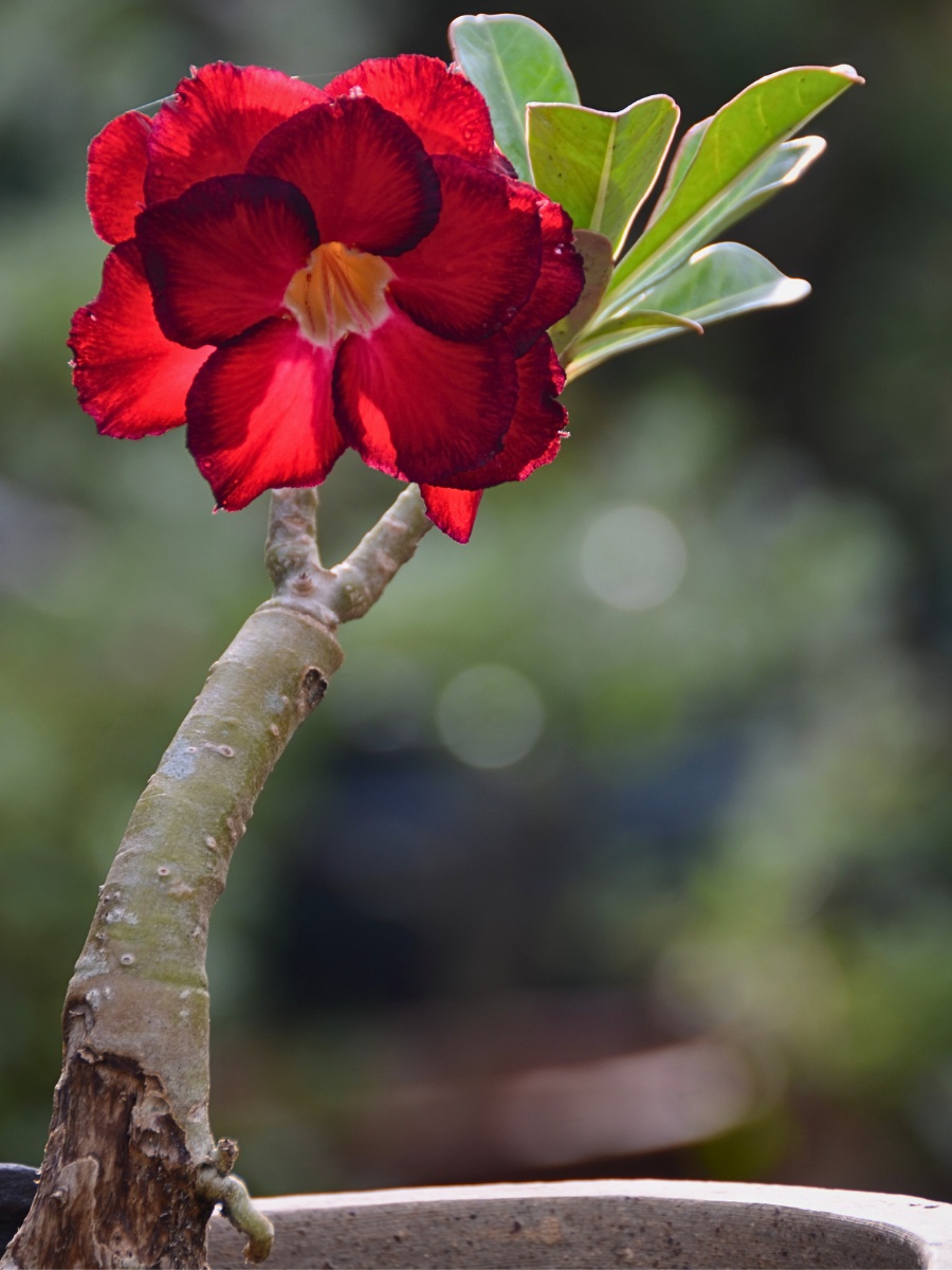 Here&rsquo;s How to Grow and Care for the Desert Rose Plant Also Called Adenium Obesum