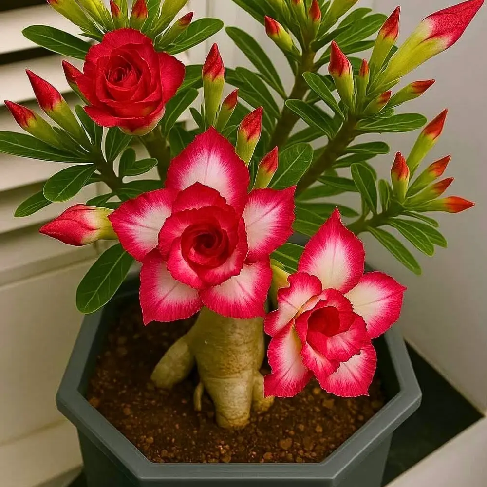 Here’s How to Grow and Care for the Desert Rose Plant Also Called Adenium Obesum