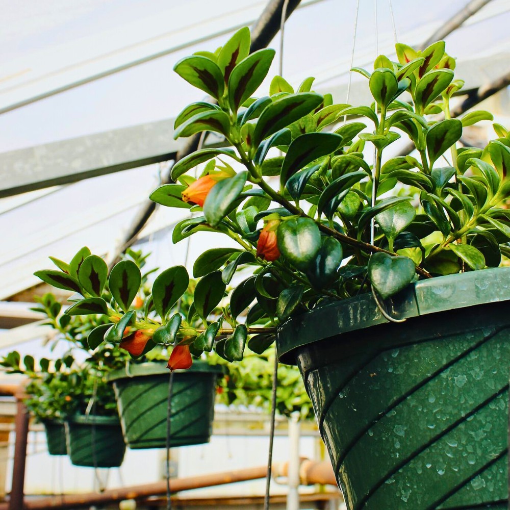 Nematanthus gregarius in hanging baskets
