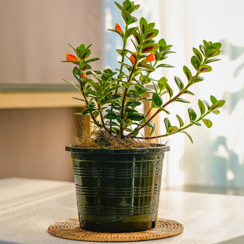 potted goldfish plant when nurtured properly encourages flowering and flower buds to grow with enhanced root growth