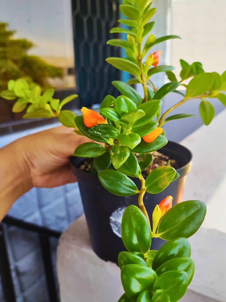 Getting the lighting right is fundamental when learning how to care for goldfish plants.
