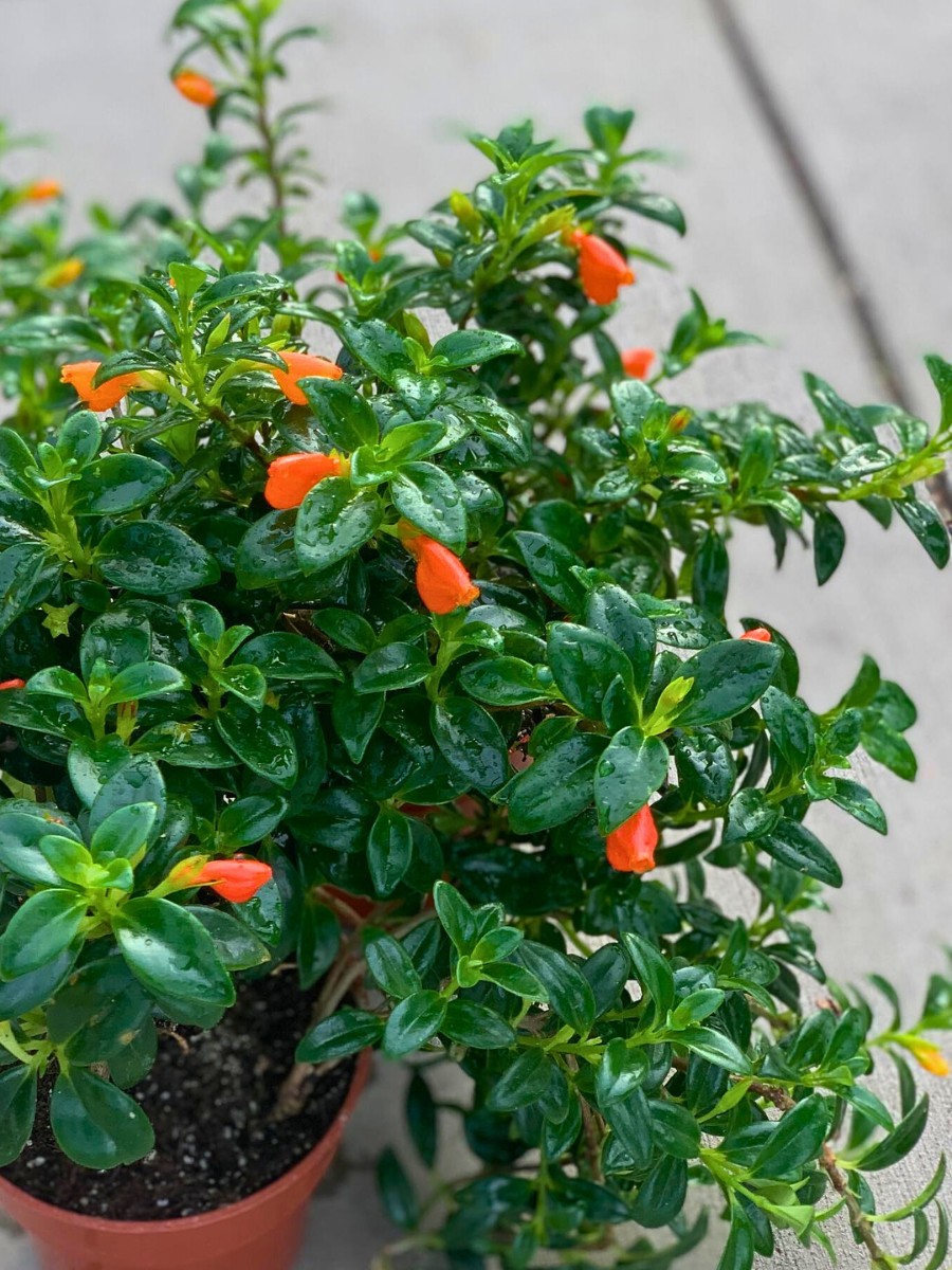 Understanding proper watering techniques is essential for goldfish plant care.