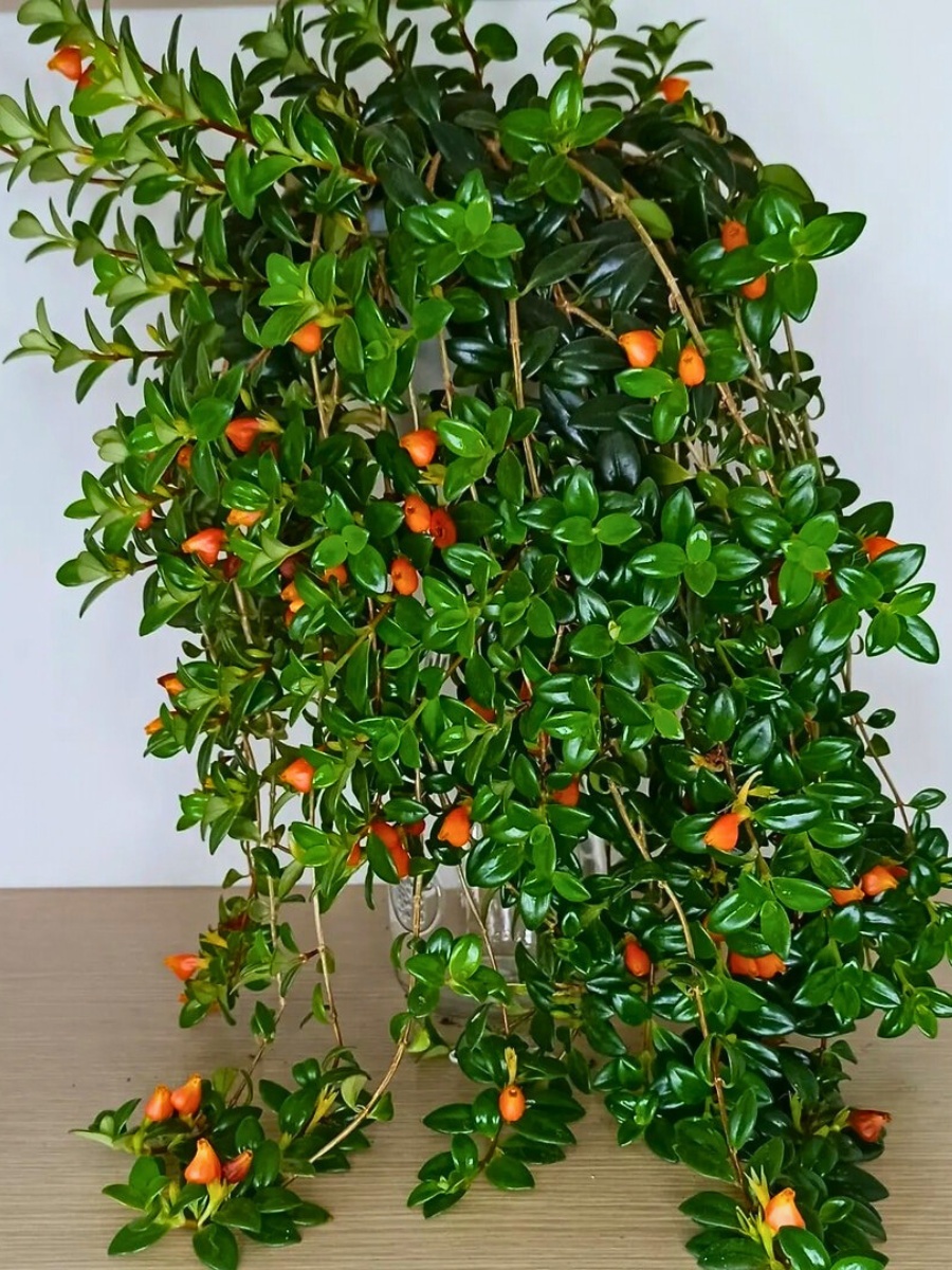 Creating the right environment is key when considering how to care for a goldfish plant successfully.