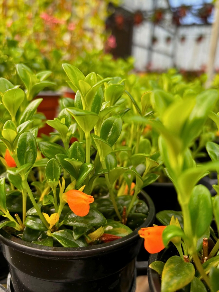 Are goldfish plants easy to care for? They certainly are