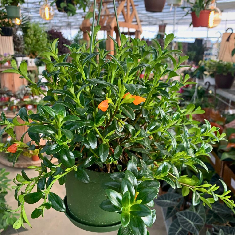 goldfish plant care also includes understanding its nutritional needs