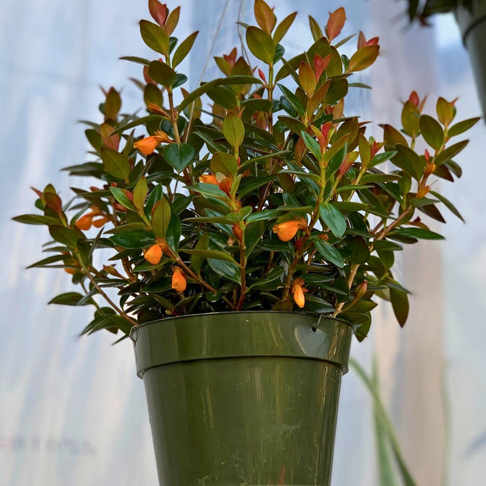 The goldfish plant, scientifically known as Nematanthus gregarius, hails from the tropical forests of Central and South America.