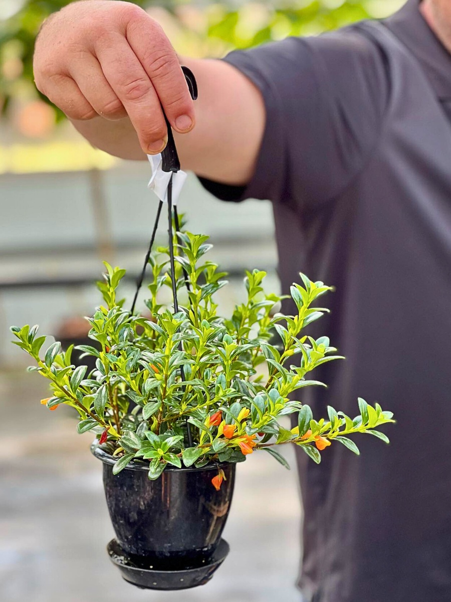 a person holding a goldfish plant basket