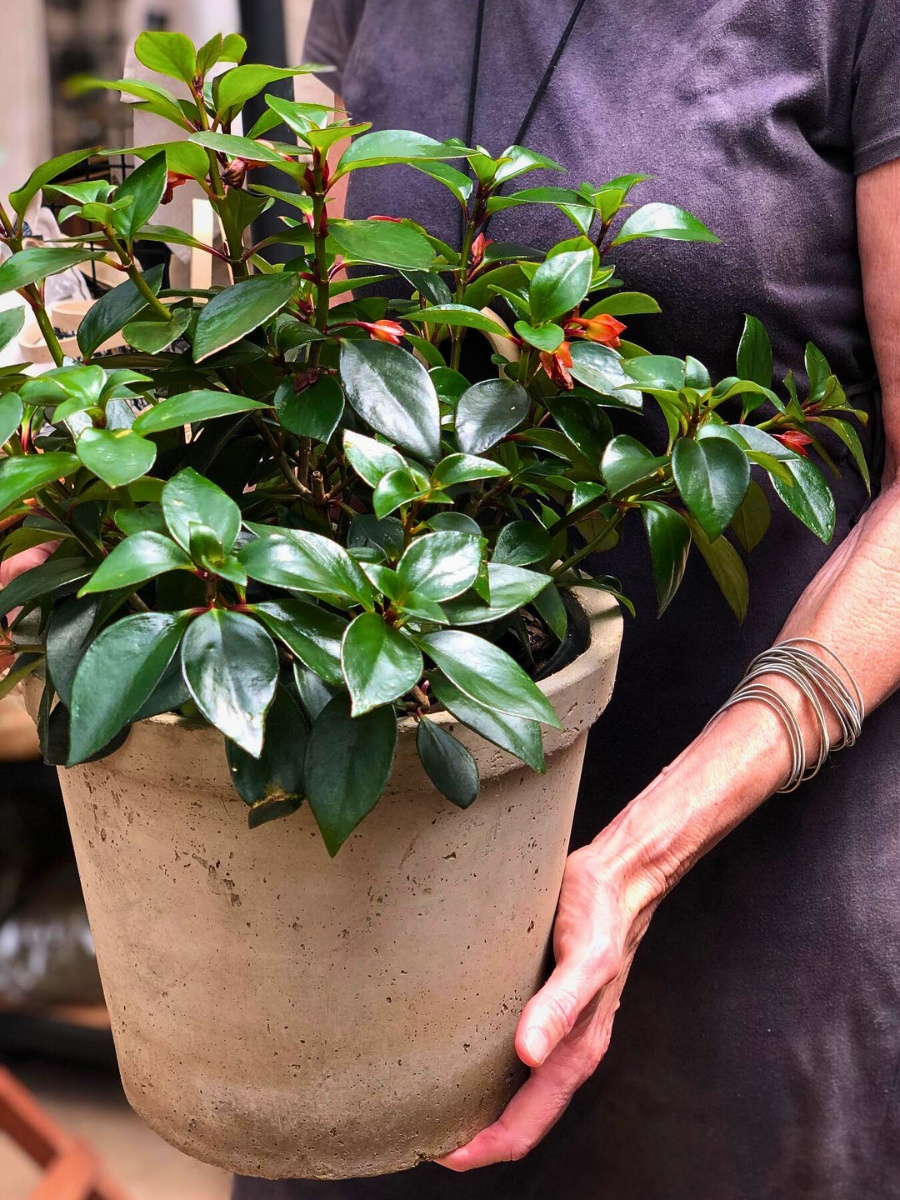 Once you establish a routine, caring for goldfish plants becomes almost second nature.