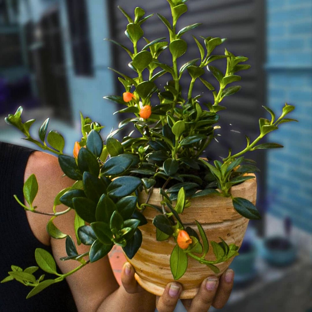 providing the right kind of soil is important for proper care of Nematanthus gregarius