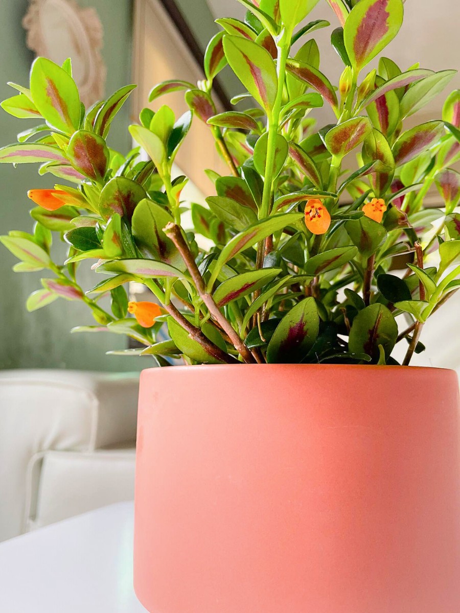 The care of goldfish plant success starts with proper potting medium