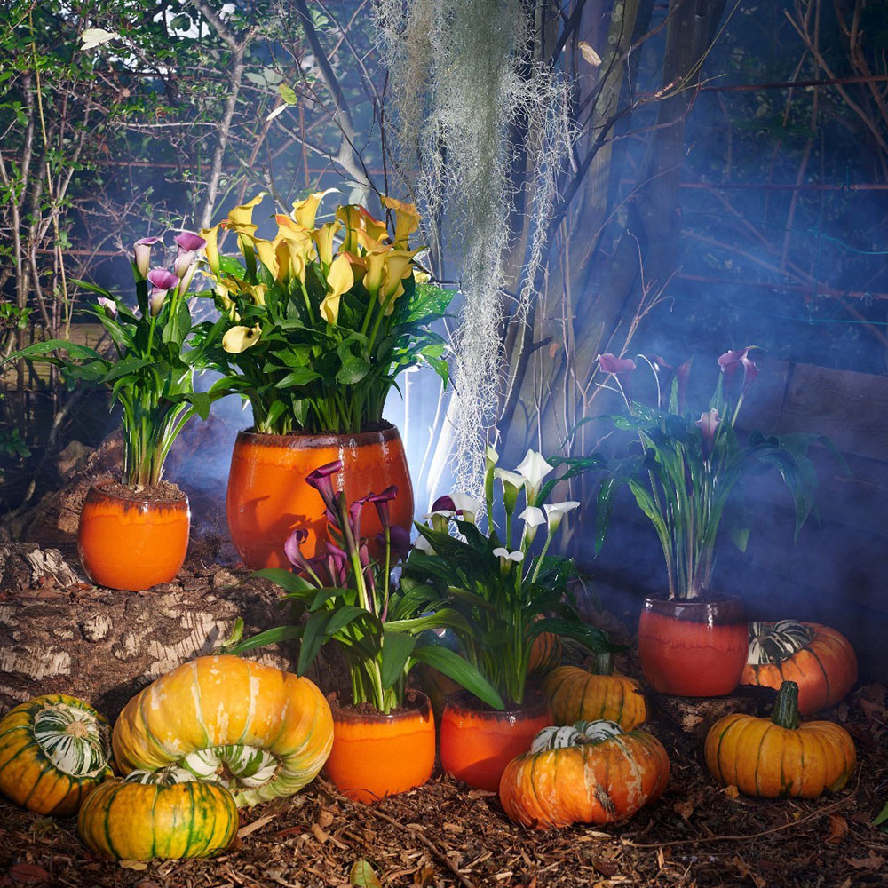 Calla plants for Halloween by captaincalla