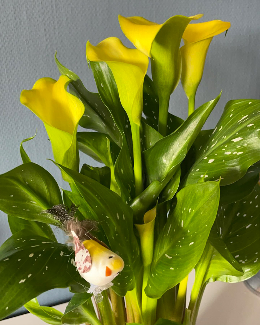 Calla flowers for Easter by lindabunny