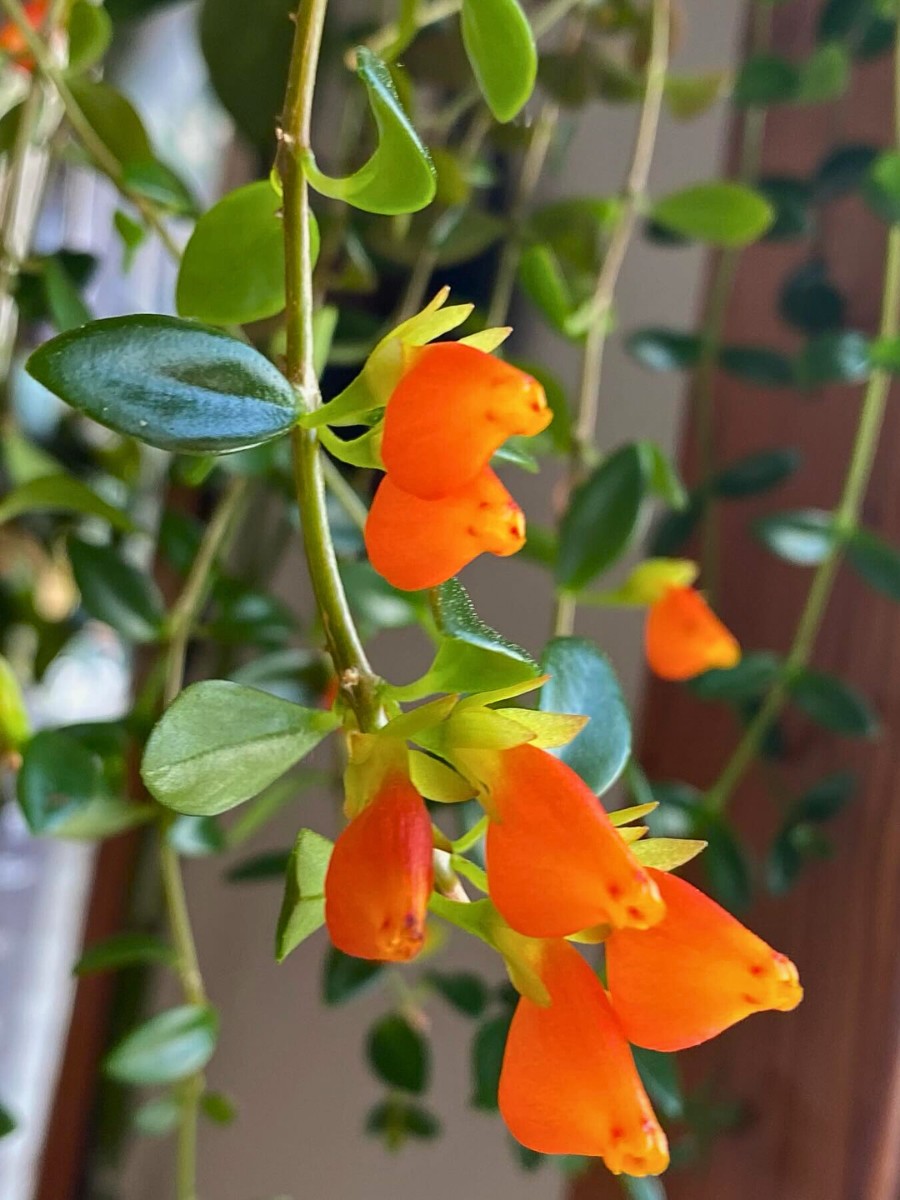 closeup of the flowers - Nematanthus gregarius