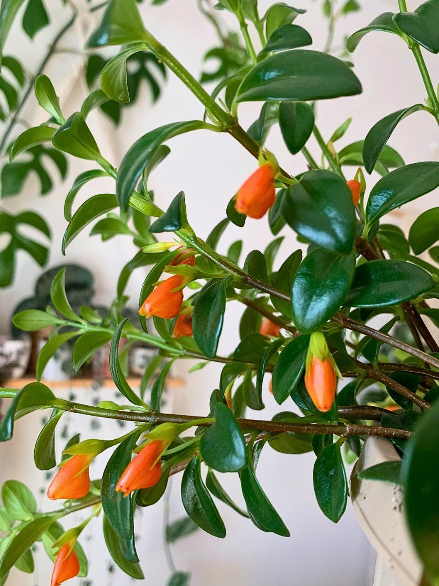 its easy to care for your goldfish plant. Inset: bright orange goldfish plant flowers