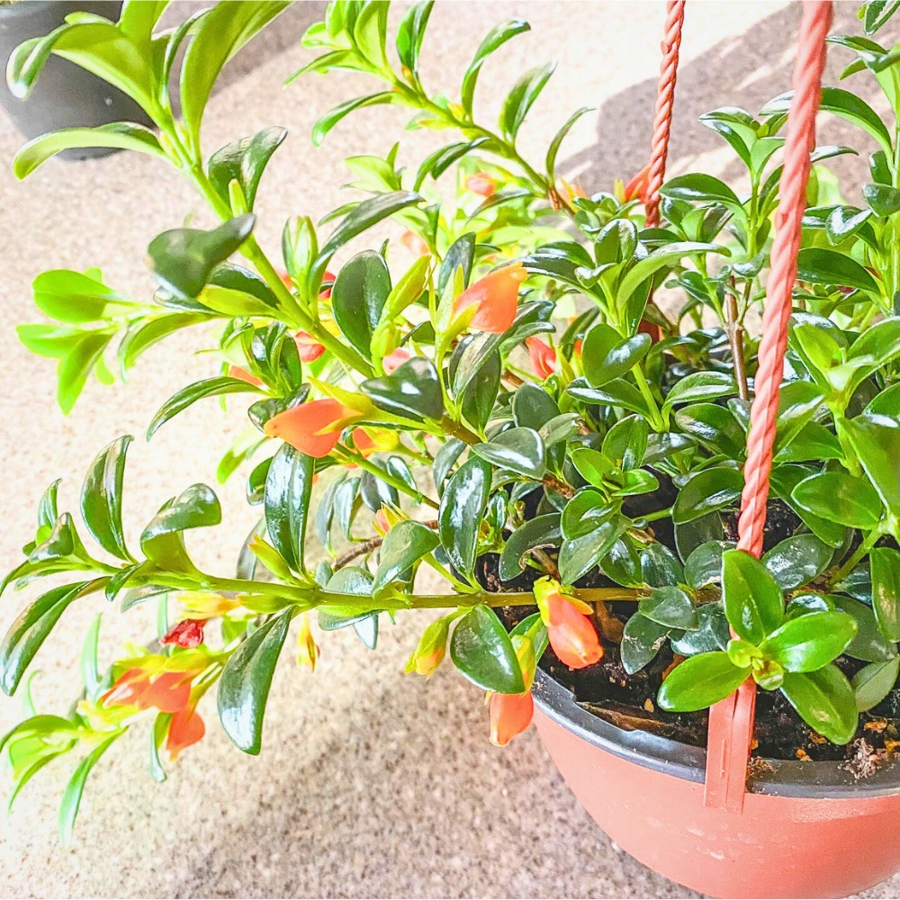 goldfish plant aka Nematanthus gregarius in a hanging basket kept in indirect sunlight