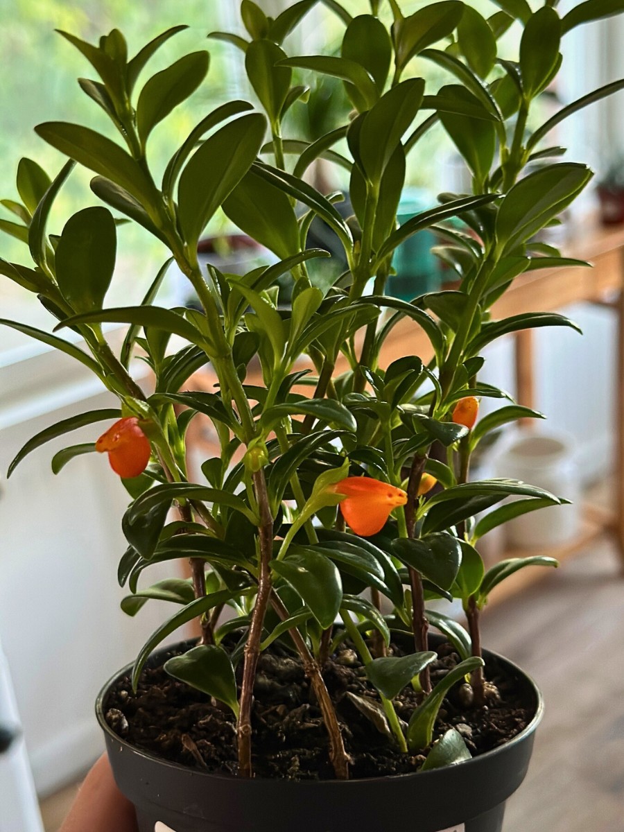 pouch-like flowers that look like a leaping goldfish