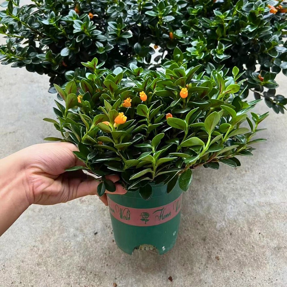 exposing your pot to bright light encourages bushy growth and flowering in your Nematanthus gregarius