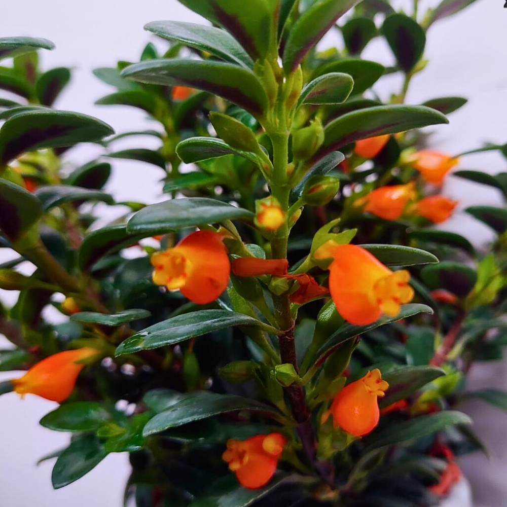 bright orange flowers of the Nematanthus gregarius