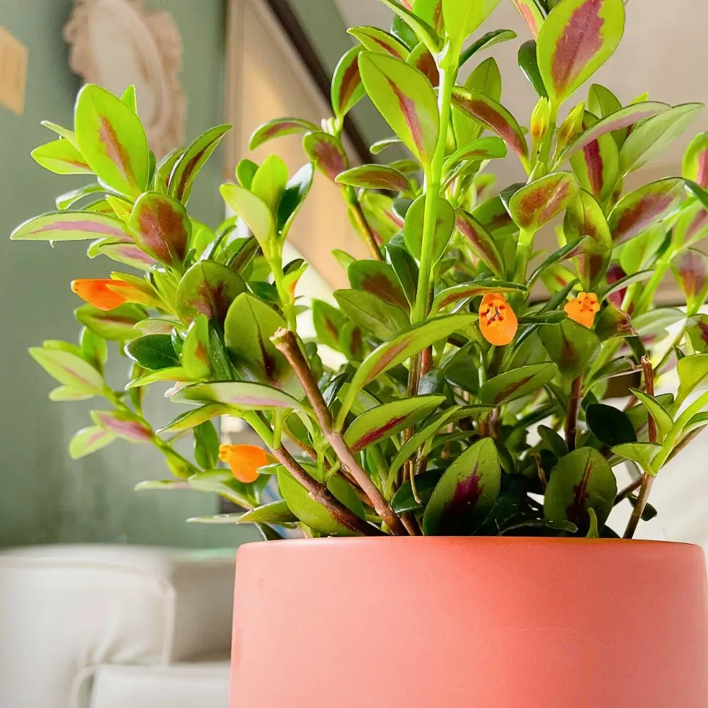 Goldfish Plant Care: How to Grow and Care for the Nematanthus Gregarius