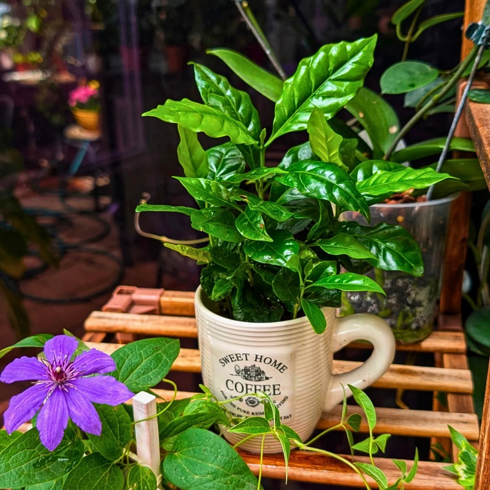 Coffea arabica, commonly called the Arabica coffee plant